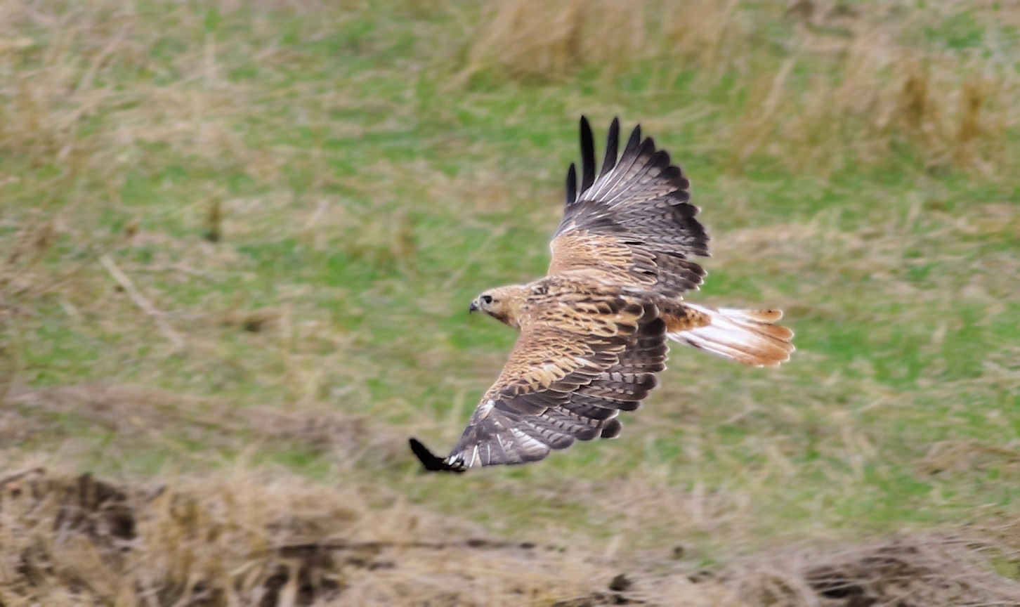 Long-legged Buzzard